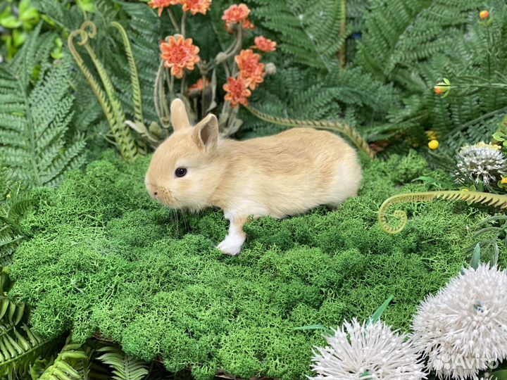 Ручной кролик