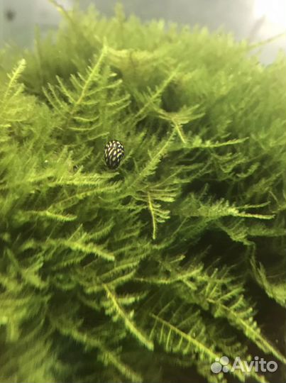 Аквариумные растения, теодоксусы, удо