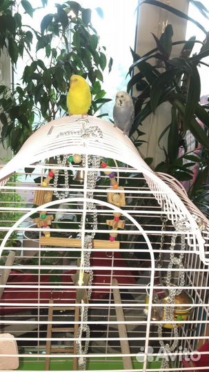 Отдам бесплатно попугаев