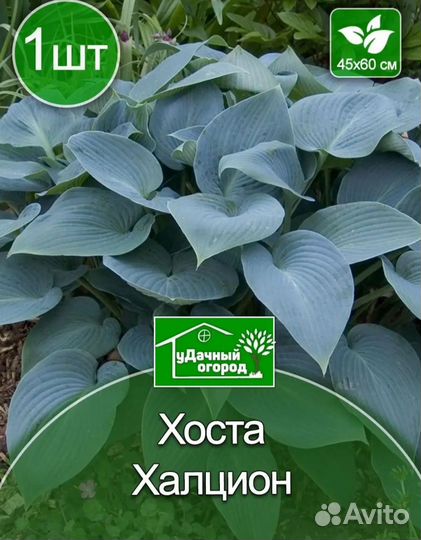 Хоста голубая