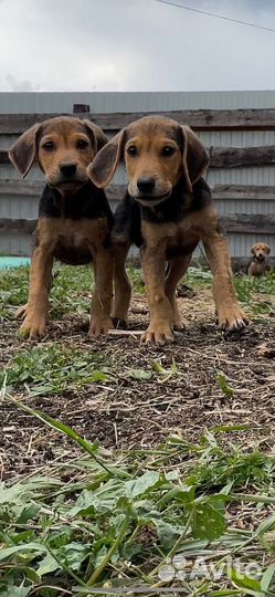 Щенки русской гончей