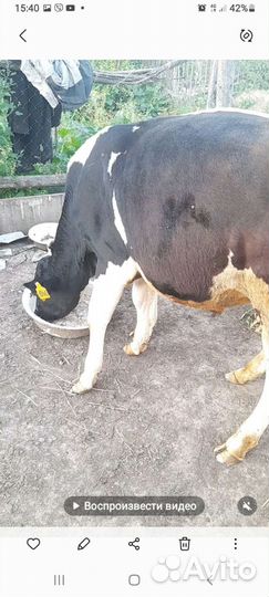 Тёлки и быки