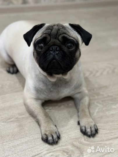 Мопс вязка мальчик
