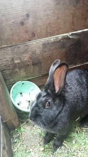 Кролики мясных пород