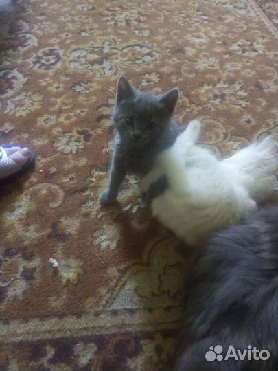 Котики