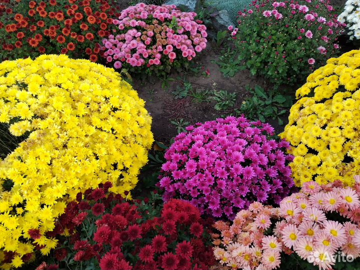 Хризантемы мультифлора