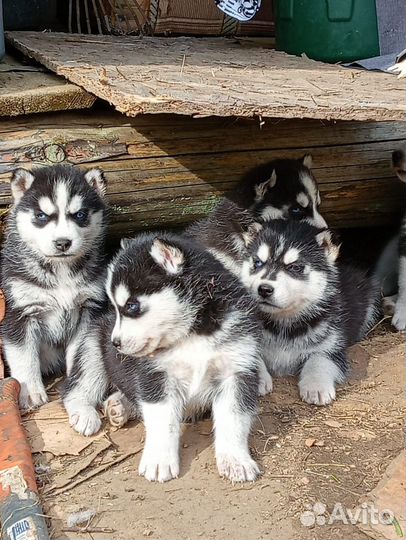 Щенки сибирской хаски