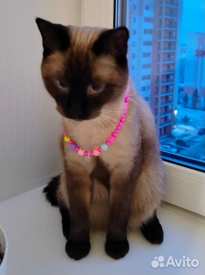 Котик в добрые руки