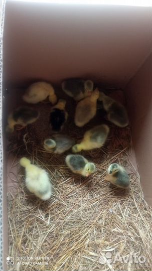 Цыплята джерсы, гусята, индоутята, цесарята