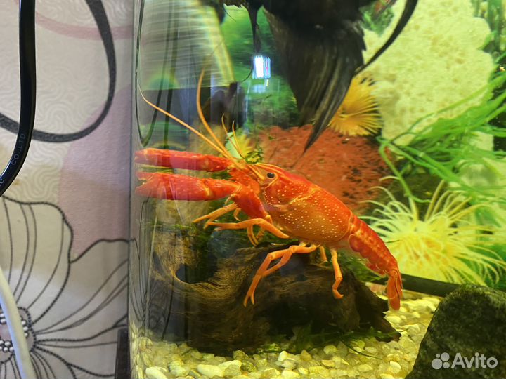 Аквариумные раки