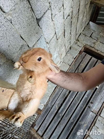 Кролики бургунские