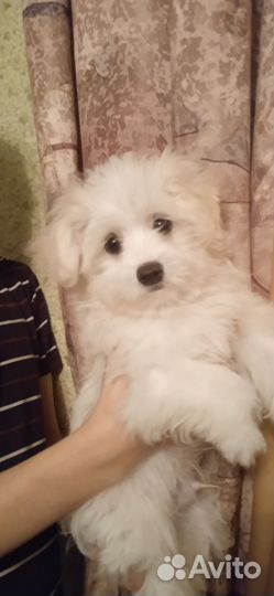 Щенки мальтезе