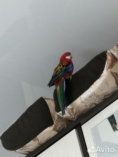 Попугай розелла