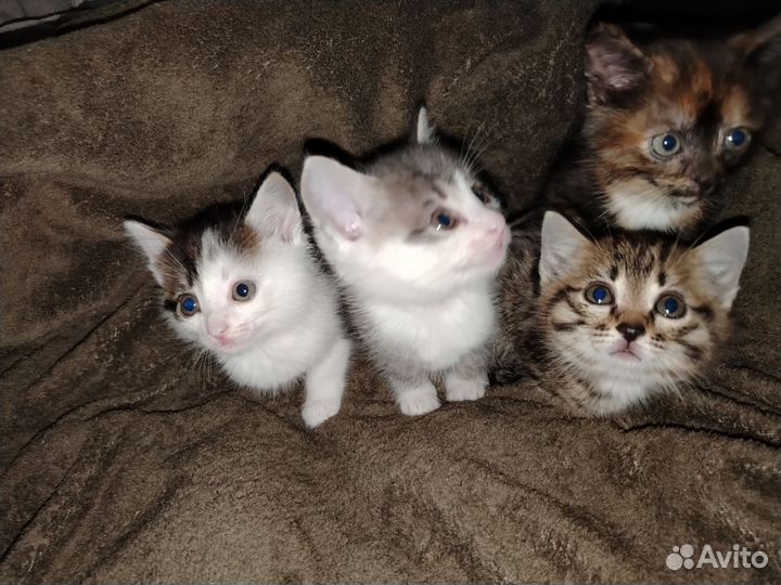 Котята отдам в добрые руки бесплатно