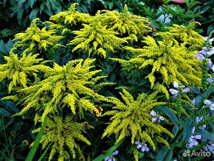 Многолетние растения