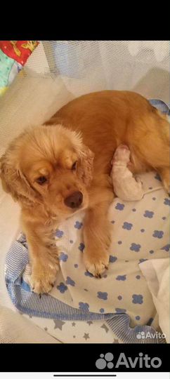 Кокер спаниель