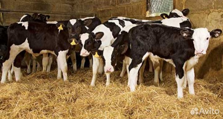 Телята бычки