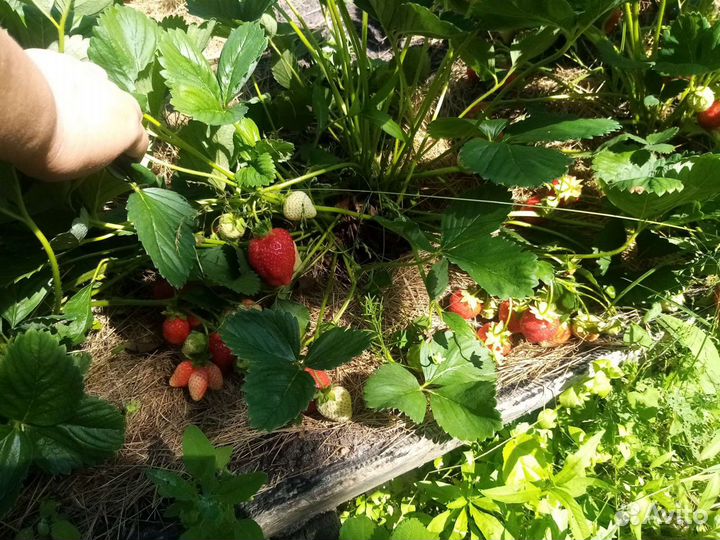 Рассада клубники