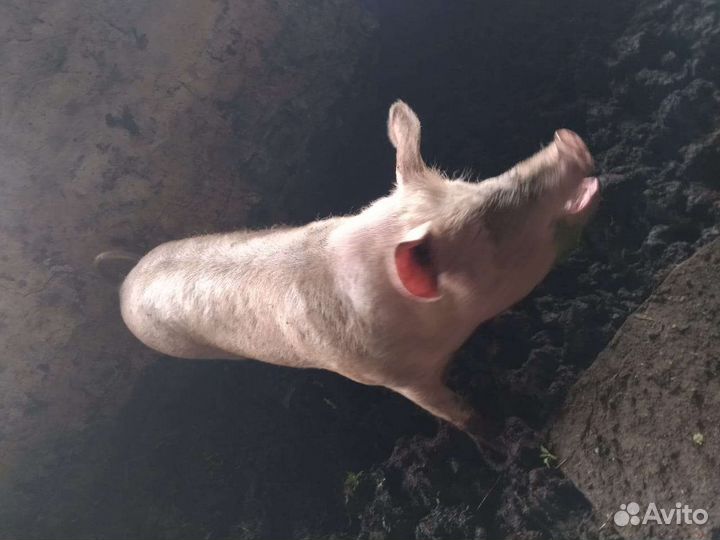 Свиноматка