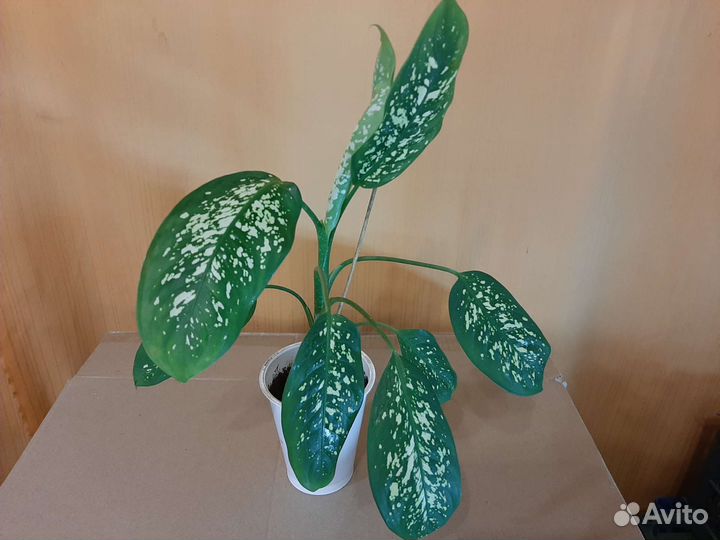 Комнатные цветы