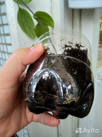 Клеродендрум Томпсона