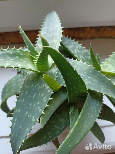 Алоэ лечебный