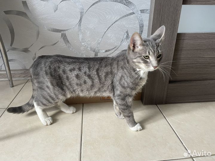 Кот в добрые руки