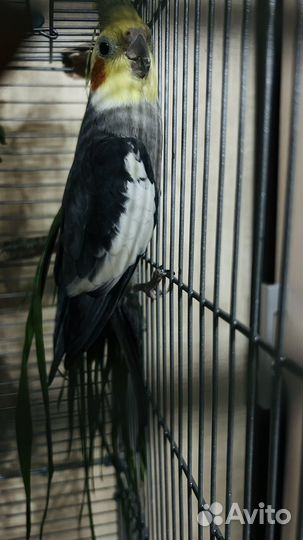 Попугай корелла мальчик