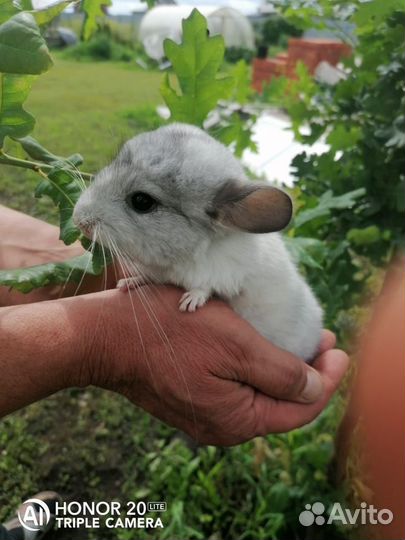 Шиншилла+клетка в подарок