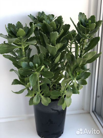 Каланхоэ декоративное