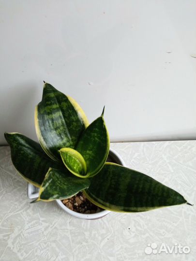 Домашние цветы