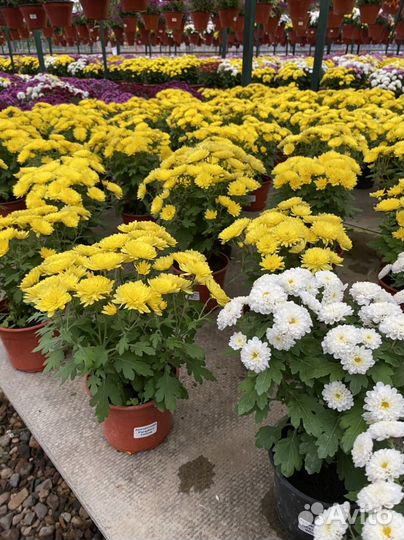 Хризантема мультифлора d12