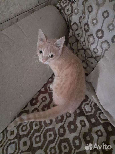 Котенок