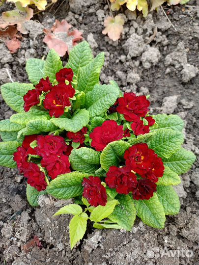 Примула махровая беларина от 350