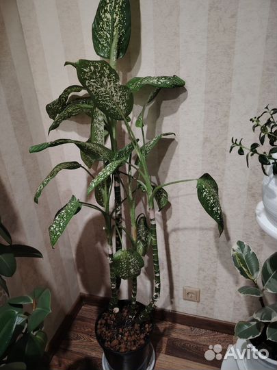 Диффенбахия