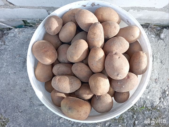 Продам семенной картофель