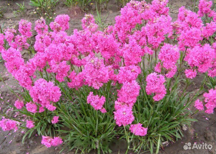 Лихнис смолка