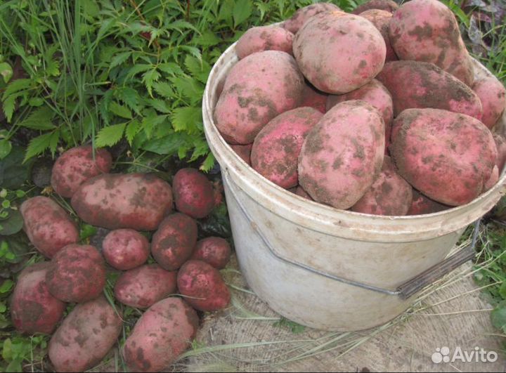 Продам картофель