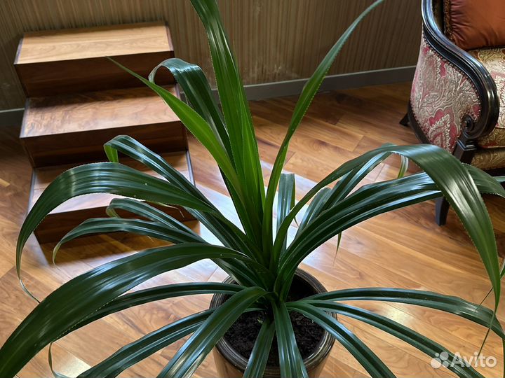 Панданус винтовая пальма