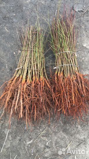 Смесь,чернозем полевой,навоз готовый 2-3г,привезу