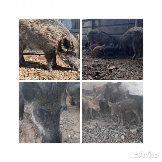 Венгерская+дикий кабан