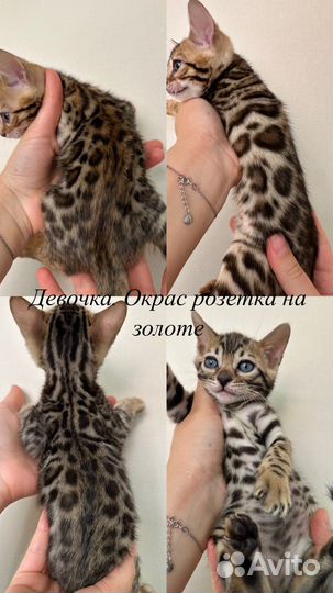 Бенгальские котята