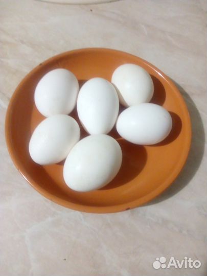 Инкубационное яйцо Леггорна