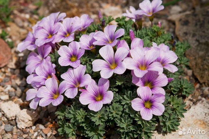 Оксалис кислица