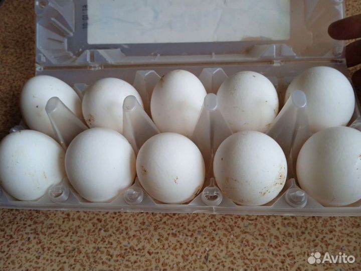 Инкубационное яйцо леггорн