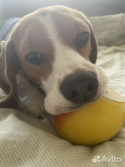 Сука бигль вязка