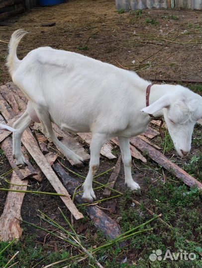 Коза молочная