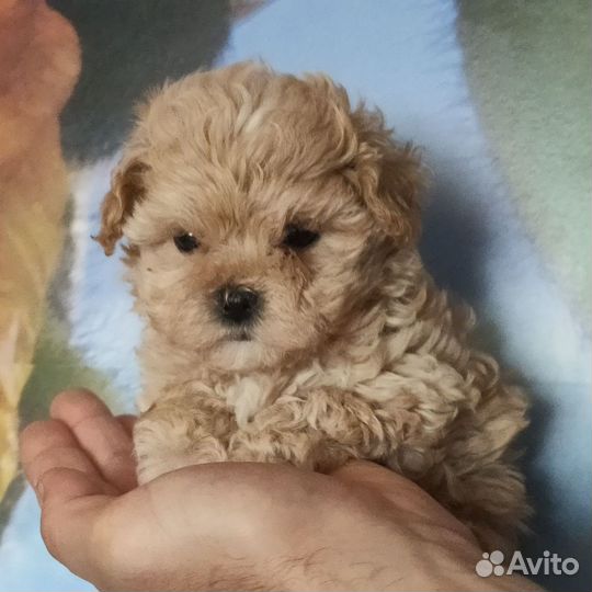 Мальтипу щенки