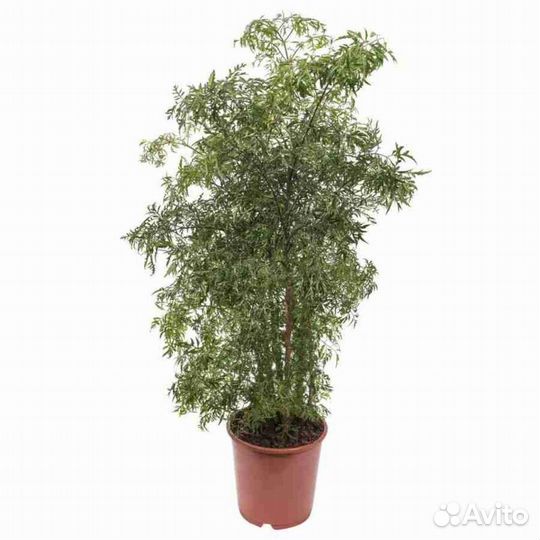 Полисциас ming