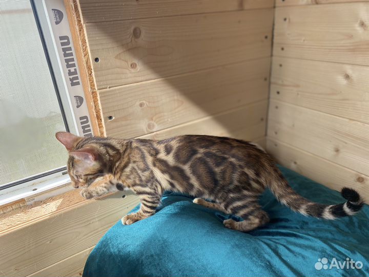 Бенгальские котята с документами